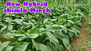 Indo American Hybrid Capsicum  | Shimla Mirch Ki Verity Indam California wonder | Praveen Thakur