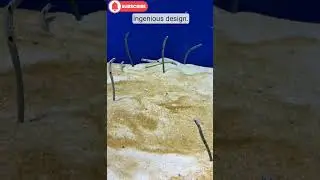 Shocking Secret of Electric Eels_ Nature&rsquo;s High-Voltage Hunters! ⚡