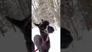 🦙🦙Walking An Alpaca!!!!!🦙🦙 #alpaca #alpacafarm #alpacaworld #animaltok #animalsightings #fyp