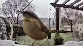 Happy Wren in Snow coming to my ClearView Deluxe Window Bird Feeder