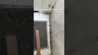 Moving My VSH Buckfast Colony Before Winter