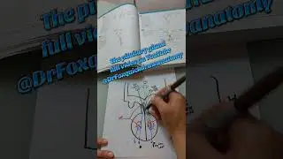 Dr Fox Quick draw anatomy: The pituitary. full video available here #anatomy #physiology