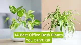 14 Best Office Desk Plants You Can&rsquo;t Kill | Best Tough Desk Plants