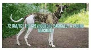 This Dog Runs Faster Than a Car?! 😱 Meet the Greyhound!