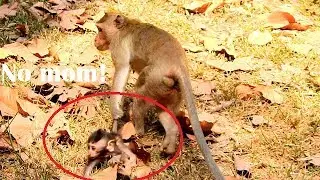It look hurt! WHY Duchess mom drag baby Duke's tail like this,Duke scare mom leave alone no care
