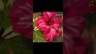 Pee Loon Song | Shorts | Aesthetics | Lyrics | #shorts #trendingshorts #viral #lyrics