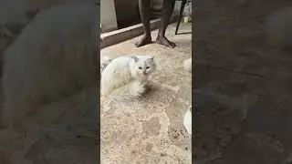 #animals #animalsofinstagram #cuteanimals #buzzfeedanimals #loveanimals  subscribe kindly 🙏🙏