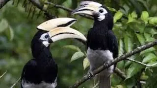 A Special Love Bird - Eruvachi... (Birds Around Us)... #sbo #parttimejob #workfromhome #birds