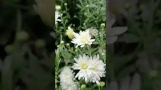 ✨ Naturens blomstrende skj&oslash;nnhet &ndash; En oase av ro og glede ✨