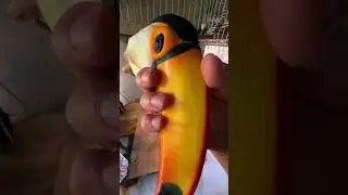 Meet My Toco Toucan | Amazing Pet Bird