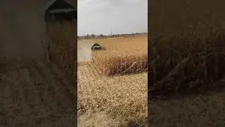 уборка кукурузы Пионер (1)