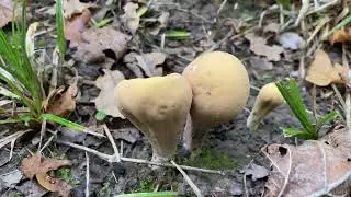 Clavariadelphus pistillaris, October 12, 2022