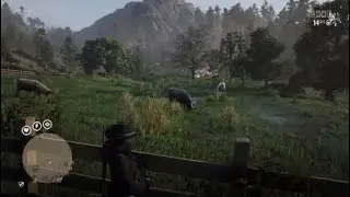 Bull locations in Red Dead Online - Angus Bull Devon Bull Hereford Bull
