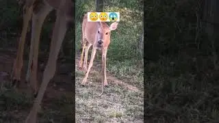 Amazing Animals😱 Cow eating snake 🐍 😳 