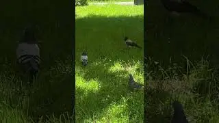 Голубь и белка против вороны 😂 Что происходит? #crow #squirel #pigeon #mortalcombat