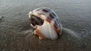 Phalium areola - Checkerboard Bonnet