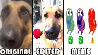 Dog Whining Meme All Variants