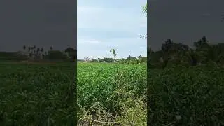 💚💚💚#agriculture #agro #agri #tamil #love #vivasaye #traditional #lovesong #tamilsong #song #90slove
