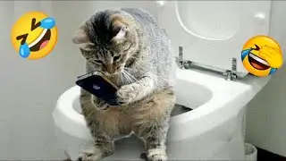 Funny Cat Videos 2023 🙀 Funniest Animals Videos 🐾🤣 #02