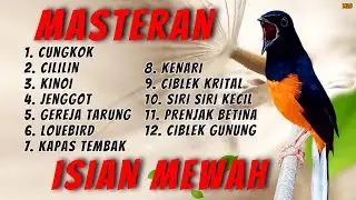 🔴 MASTERAN TERBAIK SEPANJANG MASA MURAI BATU GACOR