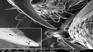 Meet the Feather Legged Lace Weaver: Spider Superpowers Revealed!