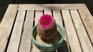 Hedgehog Cactus - Time Lapse Bloom