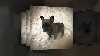 French Bulldog Puppies January 2020 in Los Angeles