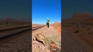 🚂 Railroad Worker STOPS TRAIN to Save Tortoise - Perfect Coordination! #shorts
