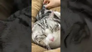 #Look at your cute pets#The magical creatures are trembling#Daily snapshots of cute pets#D