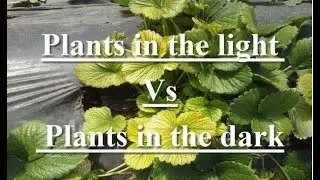 Biology//Plants in the light Vs Plants in the dark// LADDER TIPS