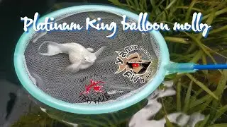 Platinum King balloon molly