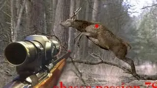 chasse au gros gibier : moments magnifiques avec plusieurs cerfs