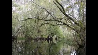 Beautiful Blackwater Creek Upstream Out n Back 11/7/2021