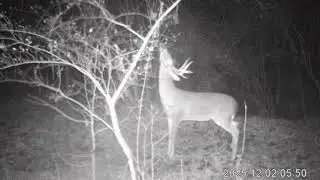 Mock Scrape For Deer Hunting, Results