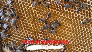Vita in Montagna - Ep. 121 - le api stanno meglio! evviva!