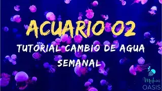 Cambio de Agua Semanal Medusario Acuario O2 Medusas Oasis