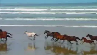 Petite vid&eacute;o d'animaux gentils