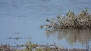 Pied Avocet, Avocetta (Recurvirostra avosetta) chick