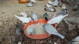 Beautiful birds are the source of Kana's delicious boiled rice.