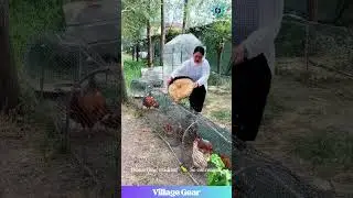 This Chicken Pop-Up Tent is Next Level! ⛺🐔Happy Chickens GUARANTEED! #chickens #gadget  #funny #diy