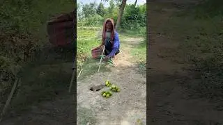 Farmer's Rat Hunting Method 28 #survival #animals #agriculture