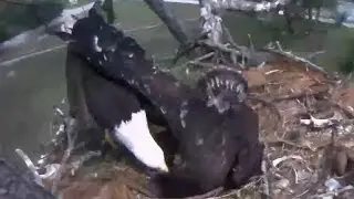 2-26-14 SW FL Eagles,  How the branch got there