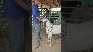 Mastan of KSA #makkicheenagoat #gujrigoat #beautifulgoat #goat #youtubeshort #babygoats
