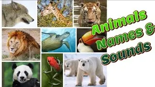 animal sounds for kids|| Monkey,Elephant,zebra,Lion,Raccoon,Giraffe.