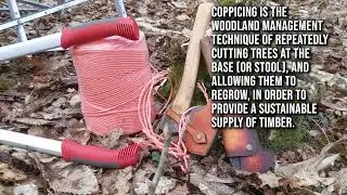 Coppicing at Hartford Wood in the New Forest