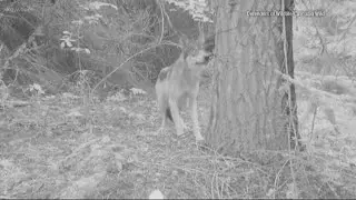 New photos: Wolves on Mt. Hood
