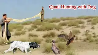 quail hunting with net &dog / batair ka shikar / quail sound for hunting / common quail call