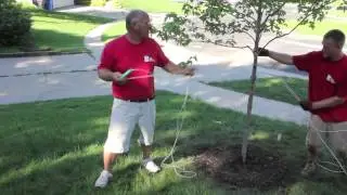 How to Stake a Tree