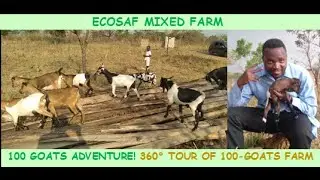 100 GOATS ADVENTURE! 360&deg; TOUR THROUGH 100-GOAT FARM