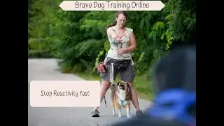 Getting rid of my Dog's Reactivity fast